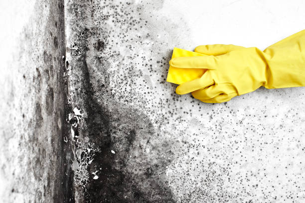 Best Residential Mold Remediation in Fort Hall, ID