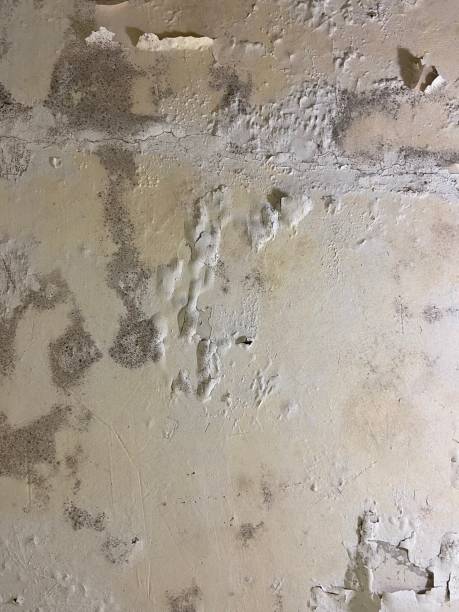 Best White Mold Remediation in Fort Hall, ID