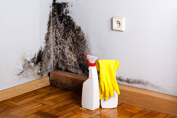 Best HVAC Mold Remediation in Fort Hall, ID