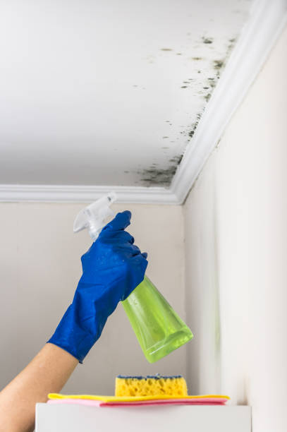 Best Mold Remediation for Schools in Fort Hall, ID