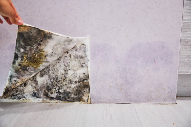 Best DIY Mold Remediation Support Services in Fort Hall, ID
